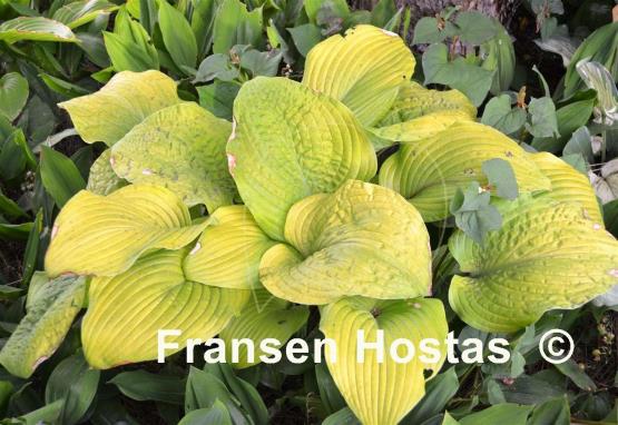 Hosta Golden Gate